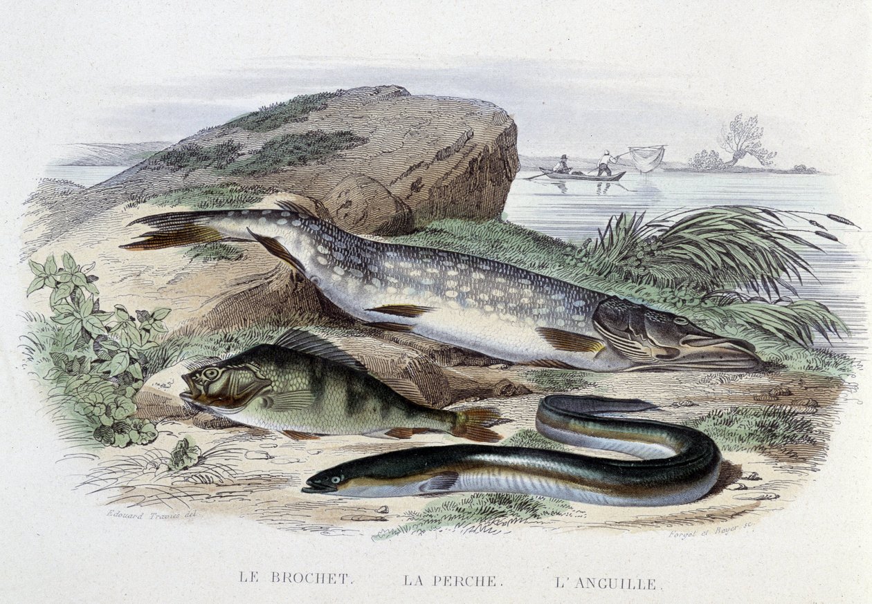 Fiskarna: Gäddan, abborren, ålen - i "Naturhistoria" av Lacépède, red. Ugn, Paris av French School