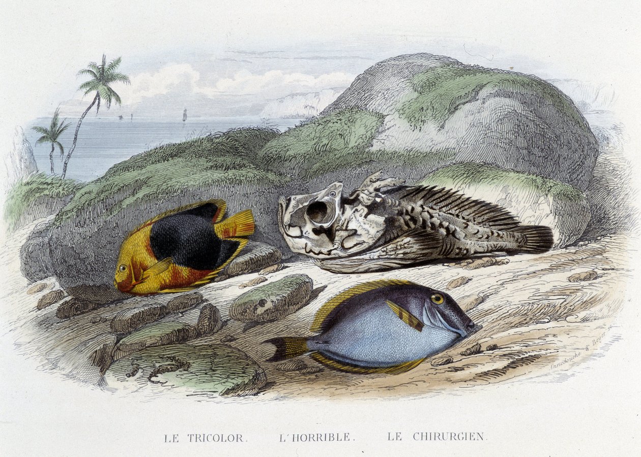 Fiskarna: Trikoloren, den hemska och kirurgen - i "Histoire Naturelle" av Lacépède, red. Veurne, Paris av French School