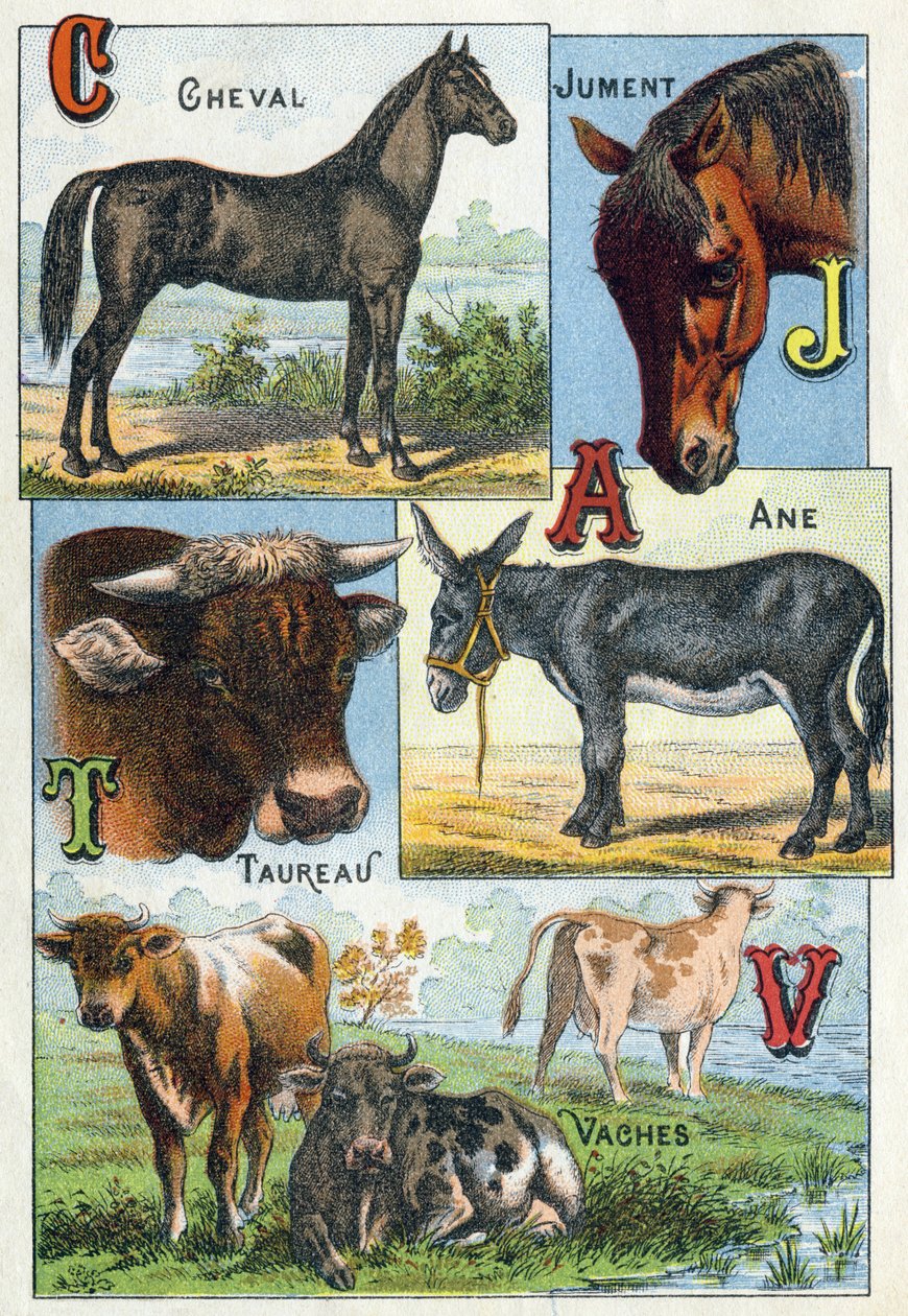 Plåt 1: Häst, sto, Oxe, Åsna, Kor. Gravyr i "Syllabary alfabet av husdjur och gård". Serie A. Pellerin et Cie, tryckare-förlag, Epinal, sent 1800-tal. Kromolitografier . Mått: 19,5 x 13,5 cm av French School
