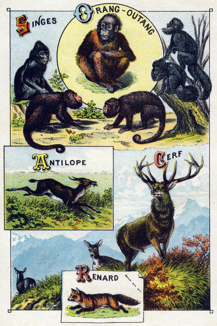 Tavla 1: apor, orangoutan, antilop, rådjur, räv. Gravyr i "Syllabary alfabet av vilda djur"". Serie A. Pellerin et Cie, tryckare-förlag, Epinal, sent 1800-tal. Kromolitografier. Litet 8-sidigt reklamalbum som innehåller en kursplan och av French School