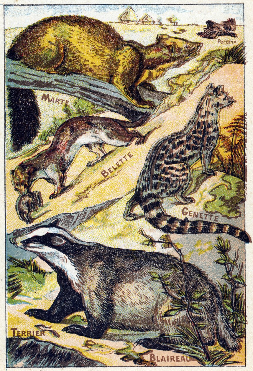 Plåt 1: Partridge, Marte, Weasel, Genette, Badger, Terrier. Gravyr i "Syllabary alfabet alla sorters rödbetor"". Serie A. Pellerin et Cie, tryckare-förlag, Epinal, sent 1800-tal. Kromolitografier. Litet 8-sidigt reklamalbum innehållande en syl av French School