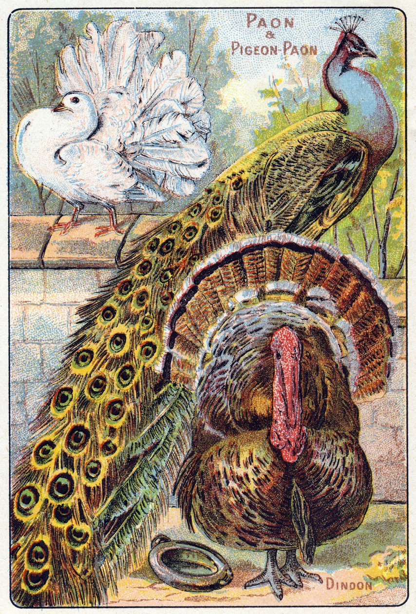 Tallrik 1: Påfågel och påfågelduva, Turkiet. Gravyr i "Syllabary alfabet av fåglar och reptiler"". Serie A. Pellerin et Cie, tryckare-förlag, Epinal, sent 1800-tal. Kromolitografier. Litet 8-sidigt reklamalbum som innehåller en kursplan och en av French School