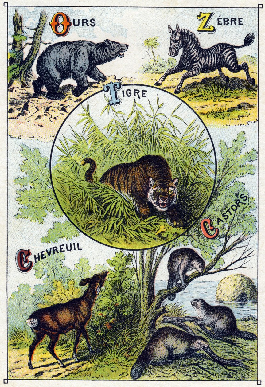 Plåt 2: Björn, Zebra, Tiger, Rådjur, Bävrar. Gravyr i "Syllabary alfabet av vilda djur"". Serie A. Pellerin et Cie, tryckare-förlag, Epinal, sent 1800-tal. Kromolitografier. Litet 8-sidigt reklamalbum som innehåller en kursplan och en bild av French School