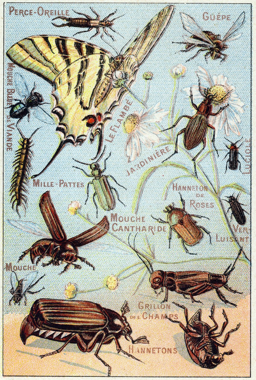 Skylt 2: Öronhåltagning, Gupe, Blue Meat Fluga, Flambe, Trädgårdsmästare, Tusenfotingar, Eldfluga, Rose Channeton, Glansmask, Fluga, Field Cricket, Chablets av French School