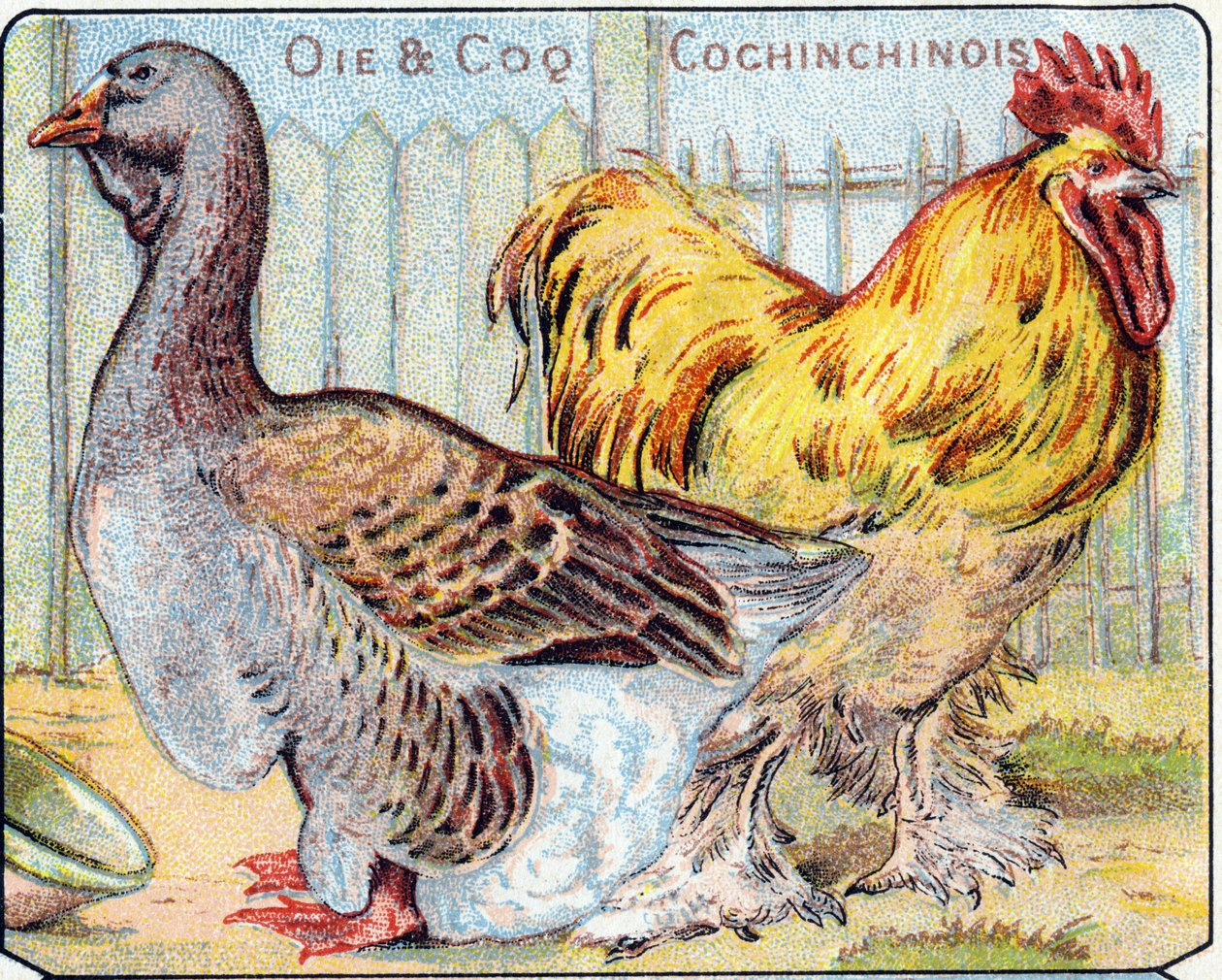 Tallrik 2: Gås och kokinesisk tupp. Gravyr i "Syllabary alfabet av fåglar och reptiler"". Serie A. Pellerin et Cie, tryckare-förlag, Epinal, sent 1800-tal. Kromolitografier. Litet 8-sidigt reklamalbum som innehåller en kursplan och en bildskrivare av French School