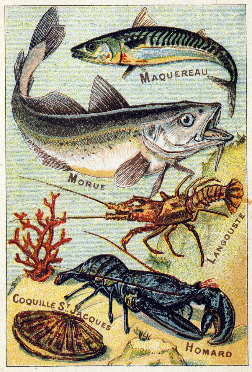 Tallrik 2: Makrill, Torsk, Hummer, St Jacques Shell, Hummer. Gravyr i "Syllabary alfabet av havs- och sötvattensfiskar". Serie A. Pellerin et Cie, tryckare-förlag, Epinal, sent 1800-tal. Kromolitografier. Litet 8-sidigt reklamalbum innehållande av French School