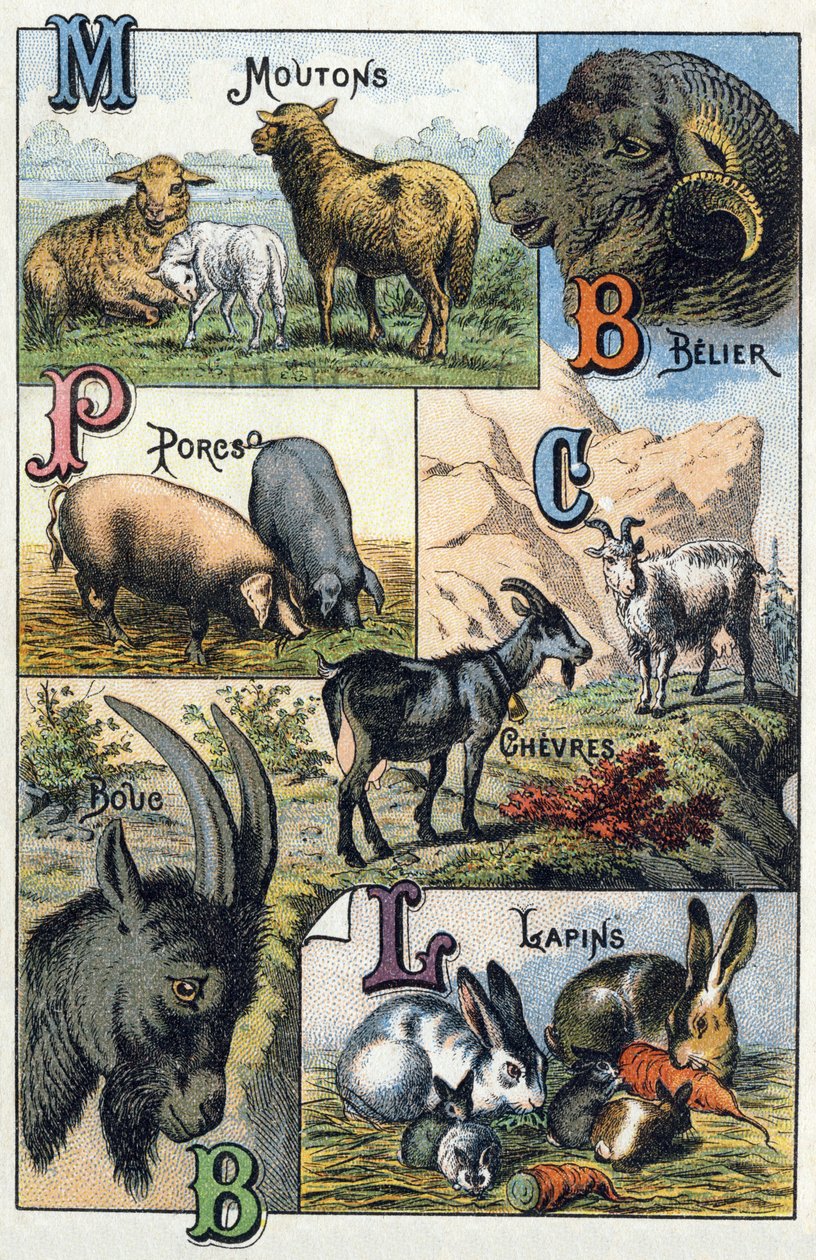 Tallrik 2: Får, Belier, Grisar, Getter, Kaniner. Gravyr i "Syllabary alfabet av husdjur och gård". Serie A. Pellerin et Cie, tryckare-förlag, Epinal, sent 1800-tal. Kromolitografier . Mått: 19,5 x 13,5 cm av French School