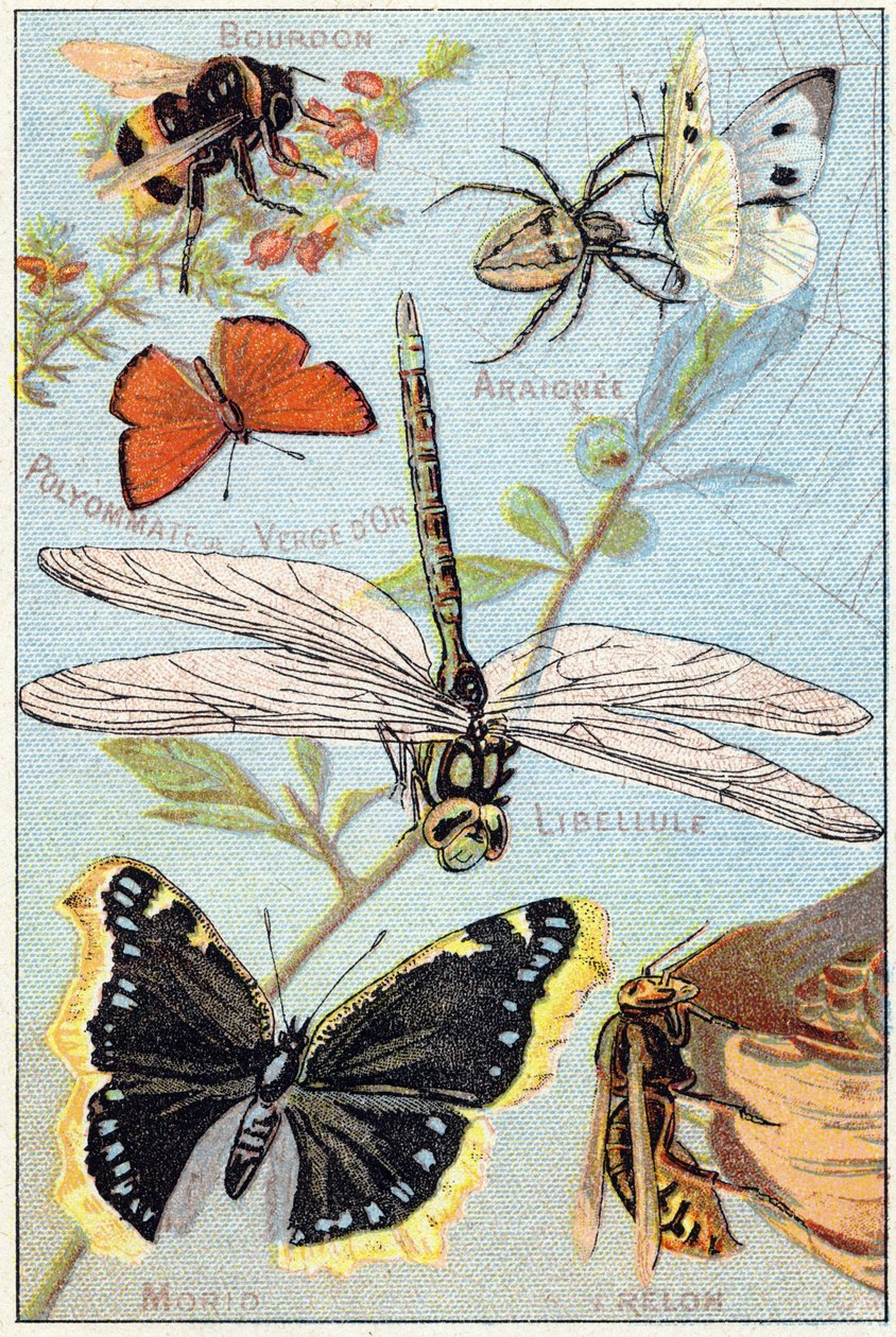 Plåt 3: Humla, Araignee, Goldenrod polyommate, trollslända, Morio, Hornet. Gravyr i "Syllabary alfabetet av fjärilar och insekter"". Serie A. Pellerin et Cie, tryckare-förlag, Epinal, sent 1800-tal. Kromolitografier. Liten 8-sidig reklam av French School