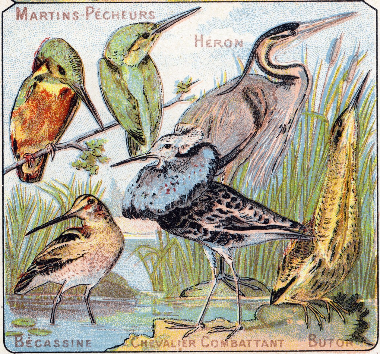 Platta 3: Kingfisher, Heron, Becassine, Knight fighting, Butor. Gravyr i "Syllabary alfabet av fåglar och reptiler"". Serie A. Pellerin et Cie, tryckare-förlag, Epinal, sent 1800-tal. Kromolitografier. Litet 8-sidigt reklamalbum innehållande av French School
