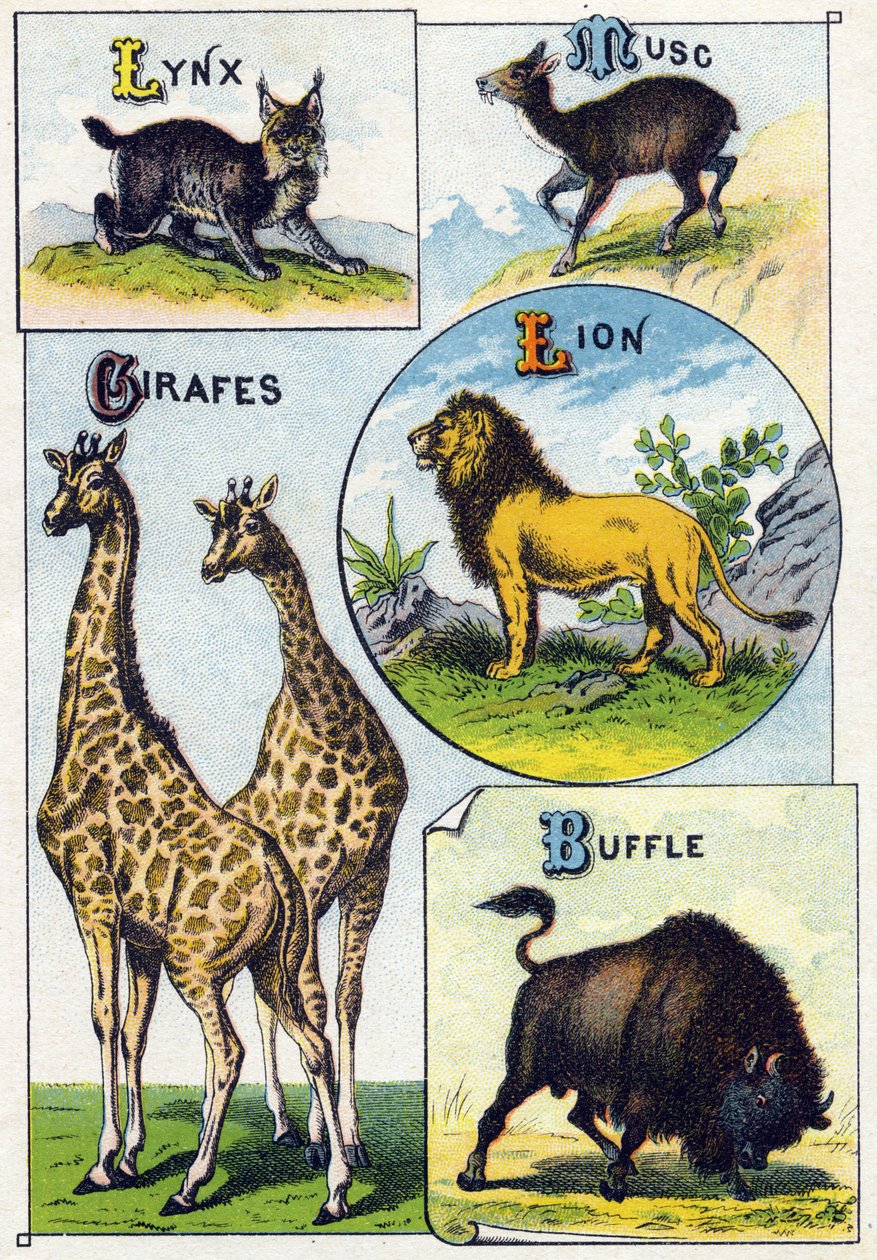 Tallrik 3: Lodjur, Mysk, Giraffer, Lejon, Buffel. Gravyr i "Syllabary alfabet av vilda djur"". Serie A. Pellerin et Cie, tryckare-förlag, Epinal, sent 1800-tal. Kromolitografier. Litet 8-sidigt reklamalbum som innehåller en kursplan och en ima av French School