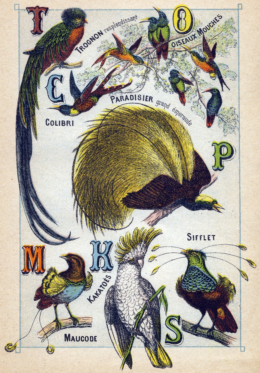 Tavla 3: Glänsande kärna, flugfåglar, kolibri, Emerald Paradise, Kakatoes, Whistle, Maucode. Gravyr i "Syllabary alfabetet av fåglar"". Serie A. Pellerin et Cie, tryckare-förlag, Epinal, sent 1800-tal. Kromolitografier. Liten 8-sidig reklam av French School