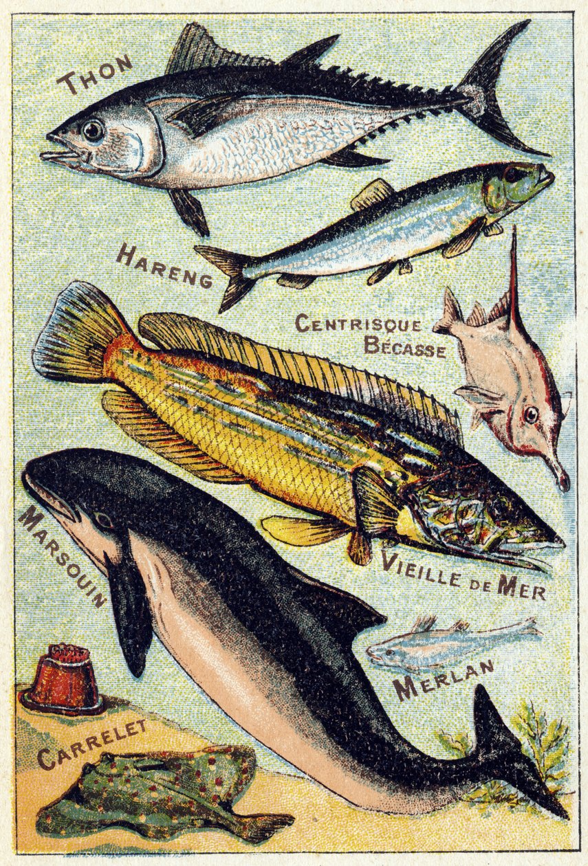 Tallrik 3: Tonfisk, Sill, Centric näbb, Gamla havet, Tumlare, Vitling, Kakel. Gravyr i "Syllabary alfabet av havs- och sötvattensfiskar". Serie A. Pellerin et Cie, tryckare-förlag, Epinal, sent 1800-tal. Kromolitografier. Litet 8-sidigt reklamalbum av French School