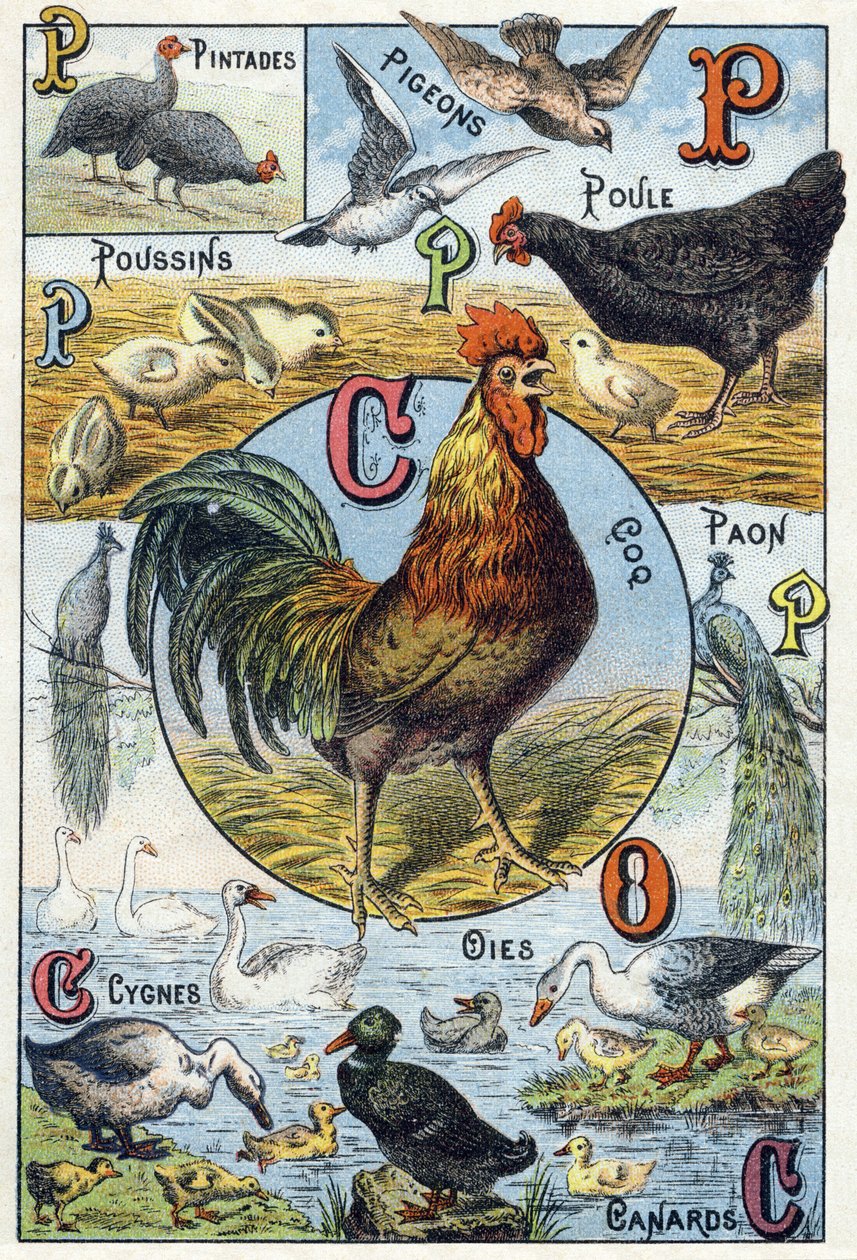 Tallrik 3: pärlhöns, duvor, kycklingar, höna, tupp, påfågel, svanar, gäss, ankor. Gravyr i "Syllabary alfabet av husdjur och gård". Serie A. Pellerin et Cie, tryckare-förlag, Epinal, sent 1800-tal. Kromolitografier . Dim: 19,5 av French School