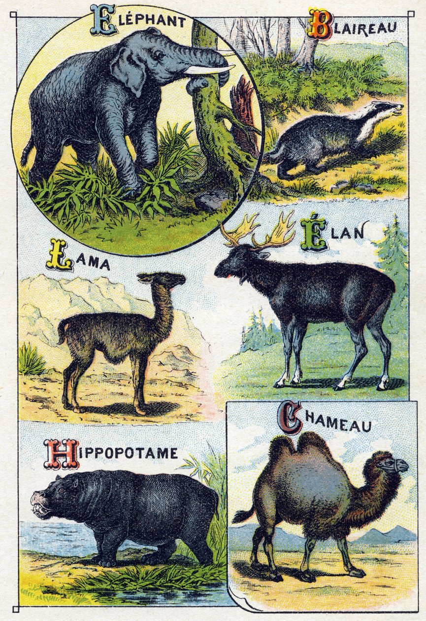 Tallrik 4: Elefant, Grävling, Lama, Elan, Flodhäst, Kamel. Gravyr i "Syllabary alfabet av vilda djur"". Serie A. Pellerin et Cie, tryckare-förlag, Epinal, sent 1800-tal. Kromolitografier. Litet 8-sidigt reklamalbum med en kursplan av French School