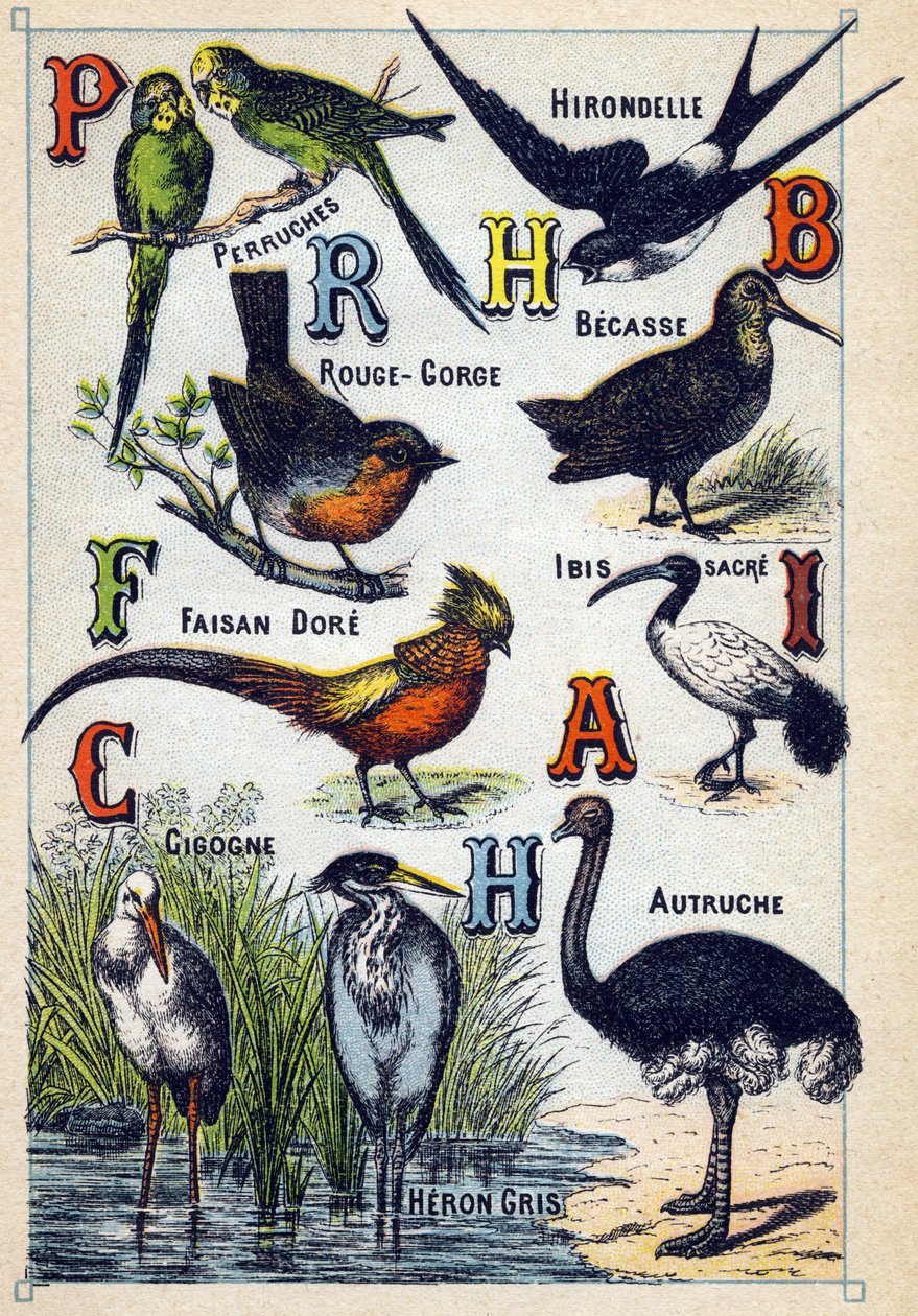 Platta 4: Parakiter, svala, rödstrupe, bok, dorefasan, helig ibis, stork, struts, gråhäger. Gravyr i "Syllabary alfabetet av fåglar"". Serie A. Pellerin et Cie, tryckare-förlag, Epinal, sent 1800-tal. Kromolitografier. Liten 8-sidig a av French School
