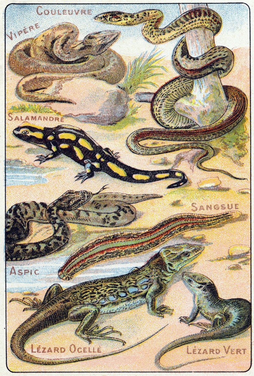 Platta 4: Orm, Huggorm, Salamander, Aspic, Leech, Lezard ocelle, Green Lezard. Gravyr i "Syllabary alfabet av fåglar och reptiler"". Serie A. Pellerin et Cie, tryckare-förlag, Epinal, sent 1800-tal. Kromolitografier. Liten 8-sidig reklam al av French School