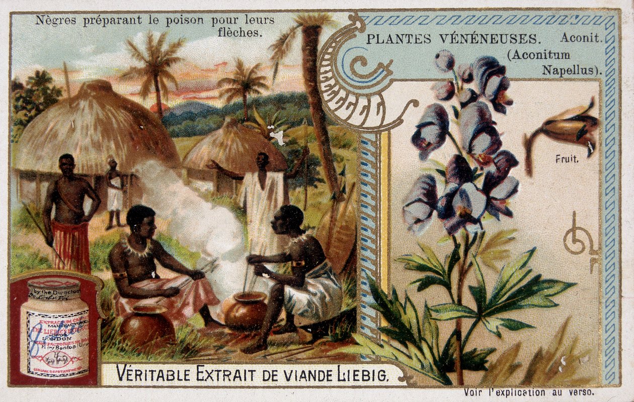 Giftväxter: aconit och afrikanska förbereder gift för sina pilar - chromo. Liébig, sent 1800-tal av French School