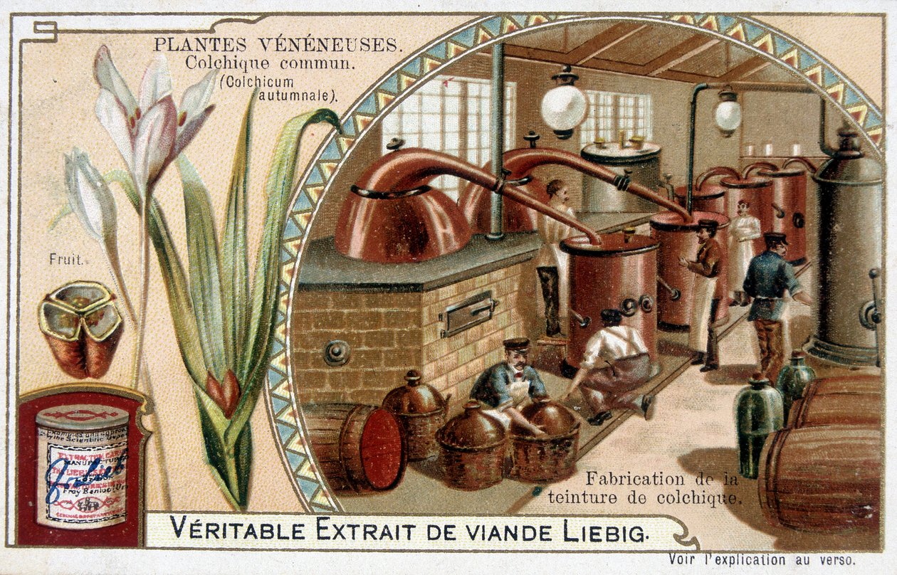 Giftväxter: vanlig kolkial och tillverkning av kolkial tinktur - kromo. Liébig, sent 1800-tal av French School