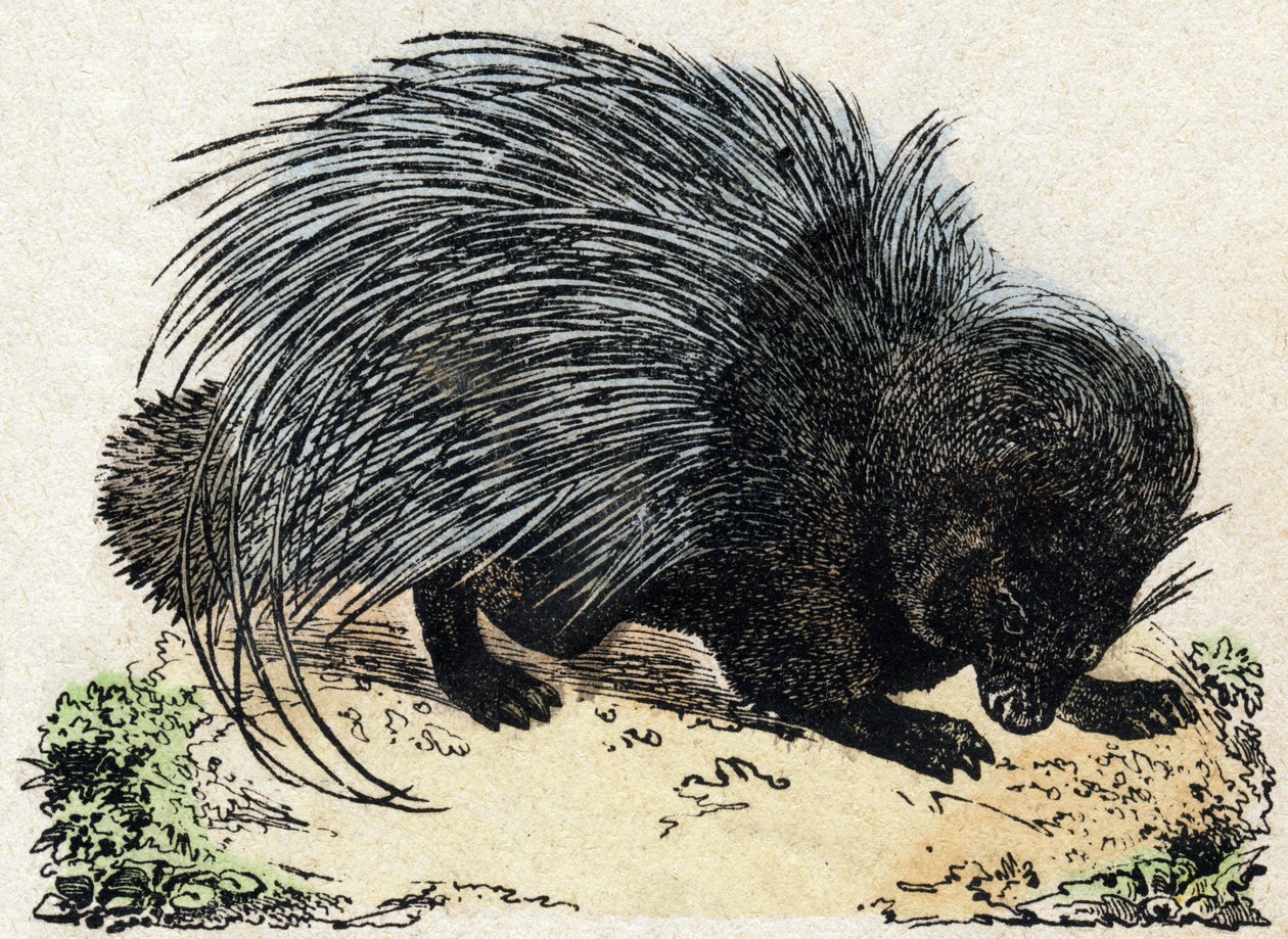 Porc-epic (Pig-epic). Gravyr i "" Alphabet des animaux sauvages"". 9:e serien. Bildspråk av Epinal, Pellerin, tryckare-förlag, ca 1870. Gravyrer på trä, stencilerade. 16 sidor. Mått: 20 x 15 cm. Privat samling av French School
