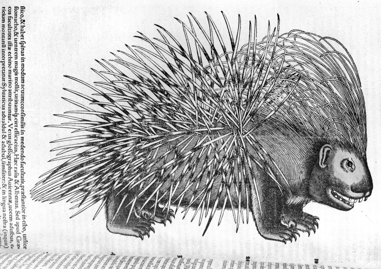 Porcupine, från 
