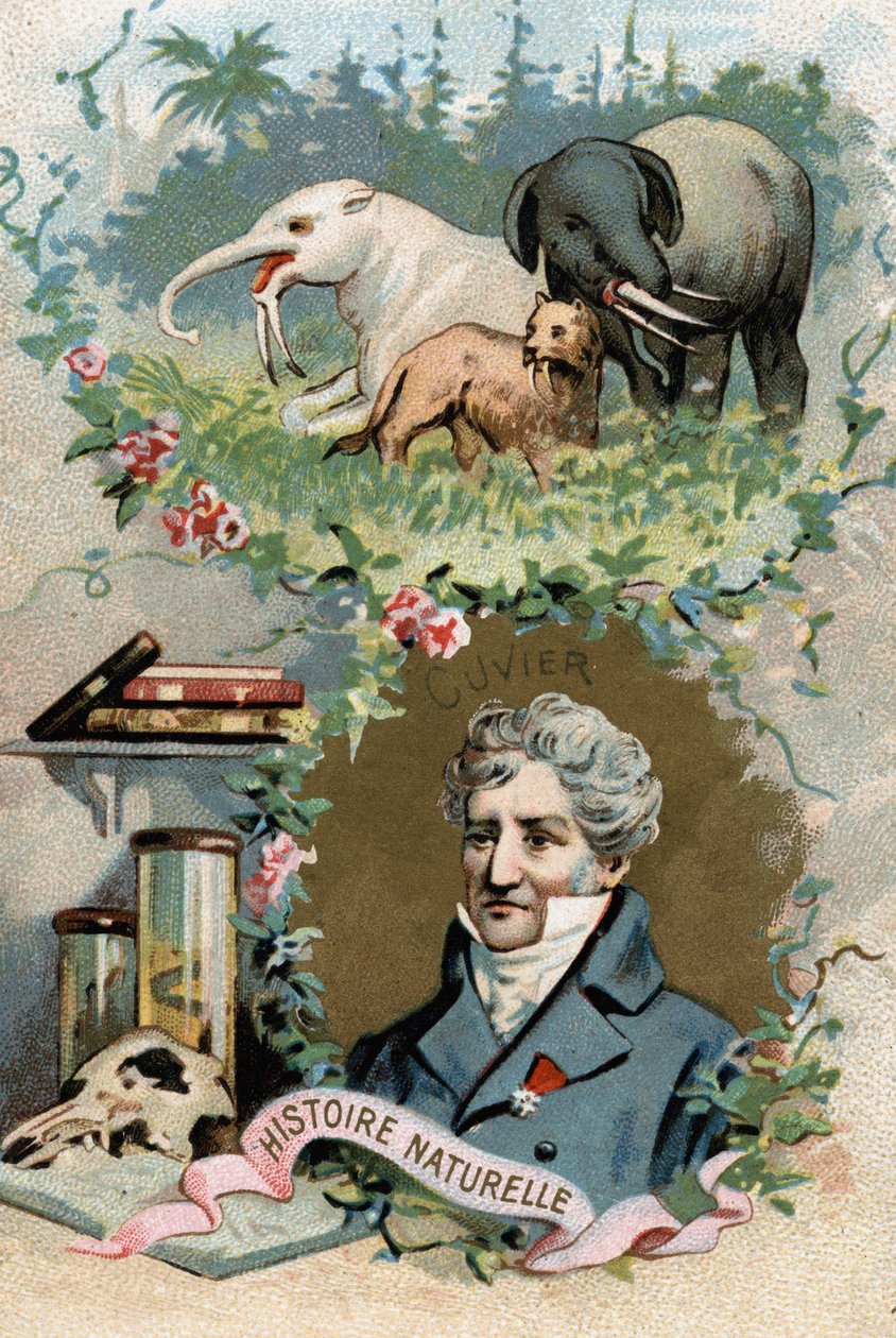 Porträtt av baron Georges Cuvier, fransk zoolog och paleontolog (1769-1832), grundare av jämförande anatomi. Kromolitografi av 1800-talet. av French School