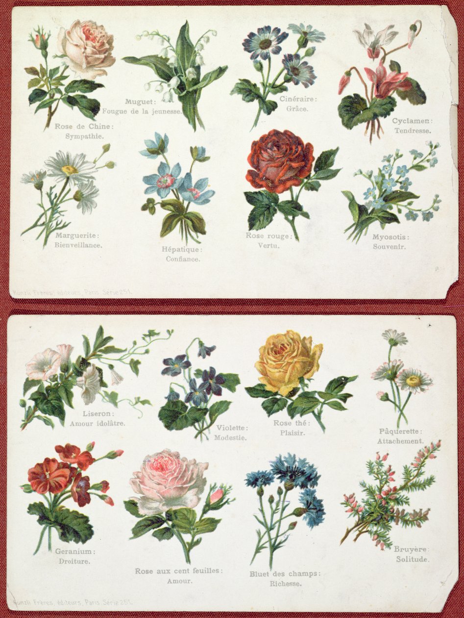 Vykort föreställande blommors språk och betydelse, ca 1905 av French School