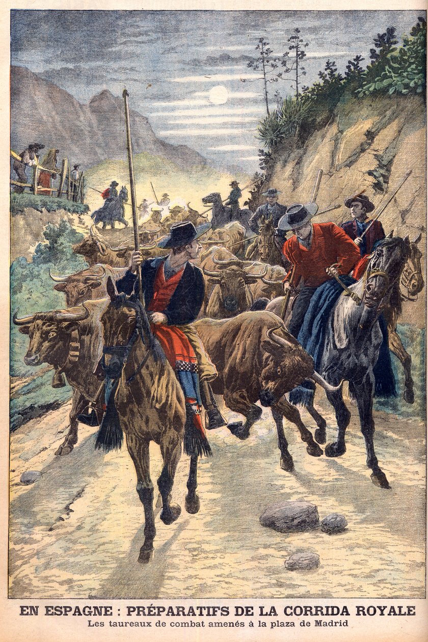 Förberedelser inför tjurfäktningarna för att fira bröllopet av kung Alfonso XIII av Spanien. Tjurar förs till Madrid. I Spanien, förberedelser för den kungliga tjurfäktningen. Kamptjurarna fördes till Plaza de Madrid. Illustration för Le petit Journal av French School