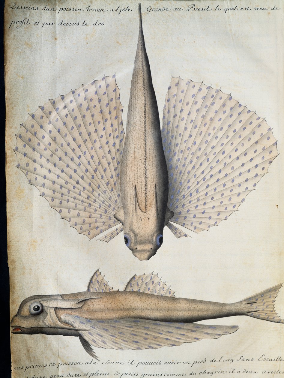 Profil och baksida av bevingad fisk, Big Island, Brasilien, akvarell från loggbok av Jacques Gouin de Beauchesne (1652-1730), kapten på Compagnie royale de la Mer du Sud, från 1698 till 1701, Frankrike av French School
