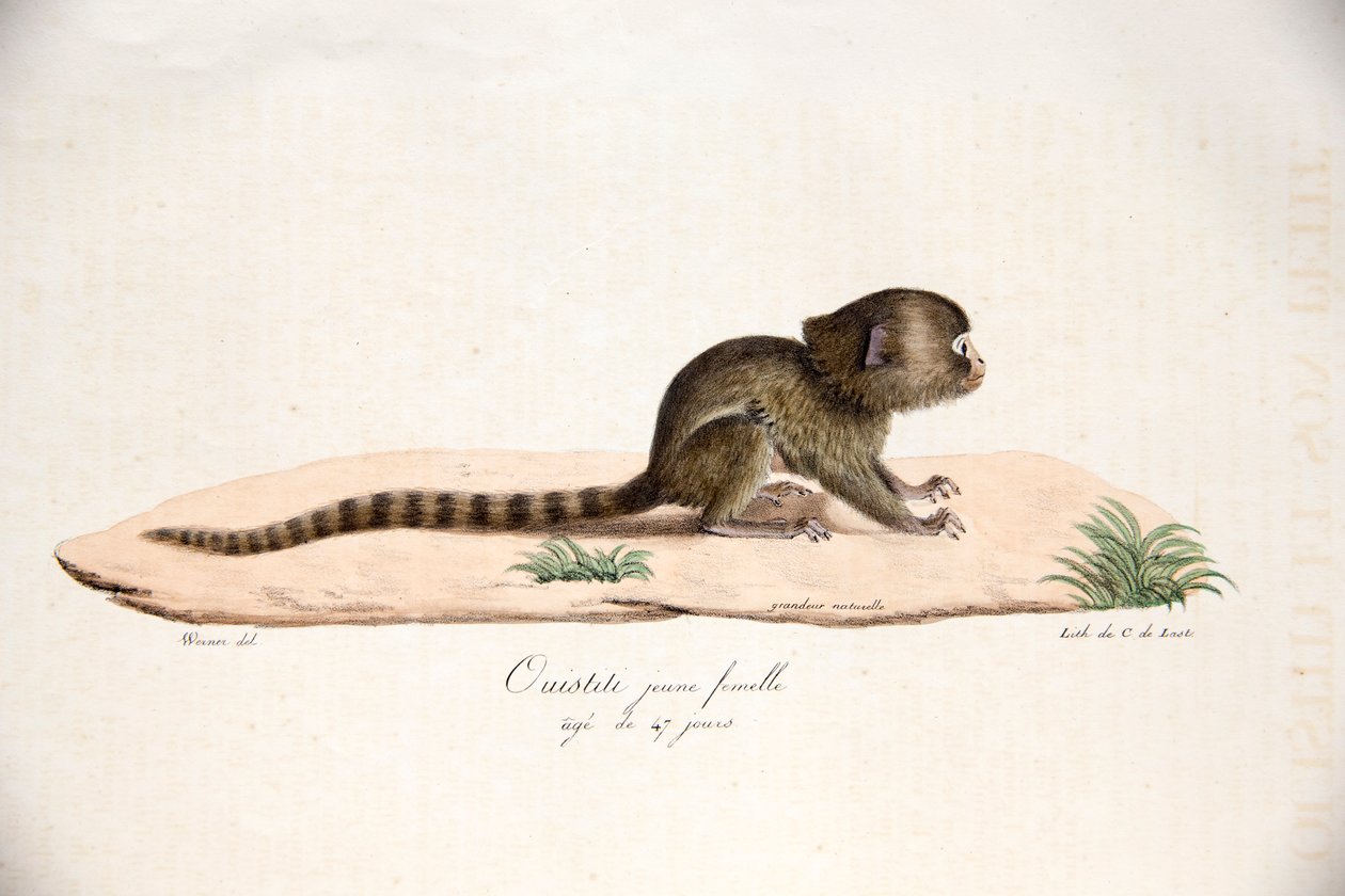 Pygmy Marmoset, från Natural History of Mammals, med originalfigurer, av Étienne Geoffroy Saint-Hilaire & Frédéric Cuvier, 1824-42 av French School