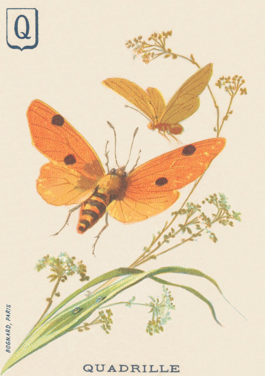 F: Quadrille (Lithosia quadra eller Lithosie quadrille) av French School
