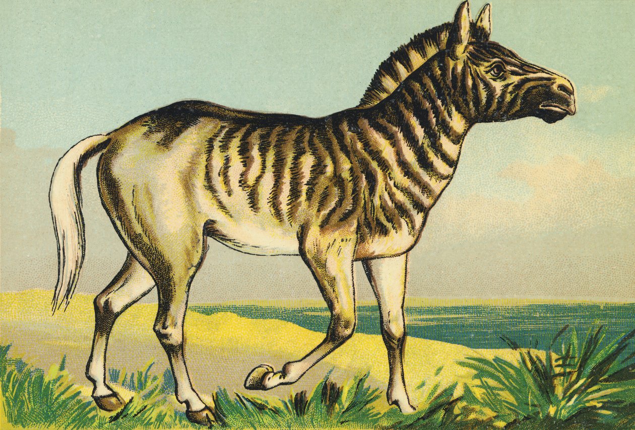 Q som Quagga (eller couagga, zebraunderart färgad 1883) av French School