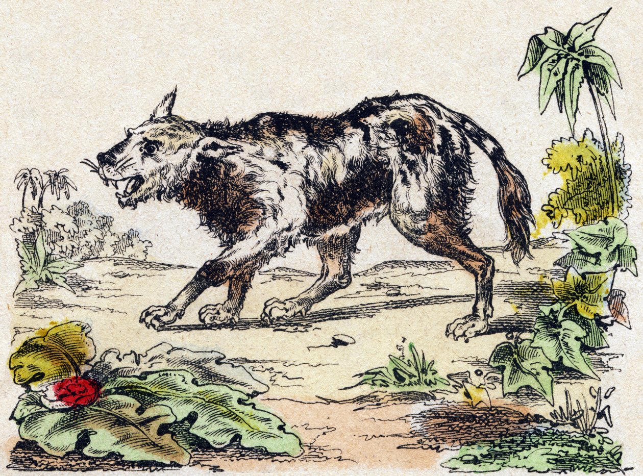 Quachy (art av lejonhund från Sydamerika). Gravyr i "" Alphabet des animaux sauvages"". 9:e serien. Bildspråk av Epinal, Pellerin, tryckare-förlag, ca 1870. Gravyrer på trä, stencilerade. 16 sidor. Mått: 20 x 15 cm. Privat samling av French School
