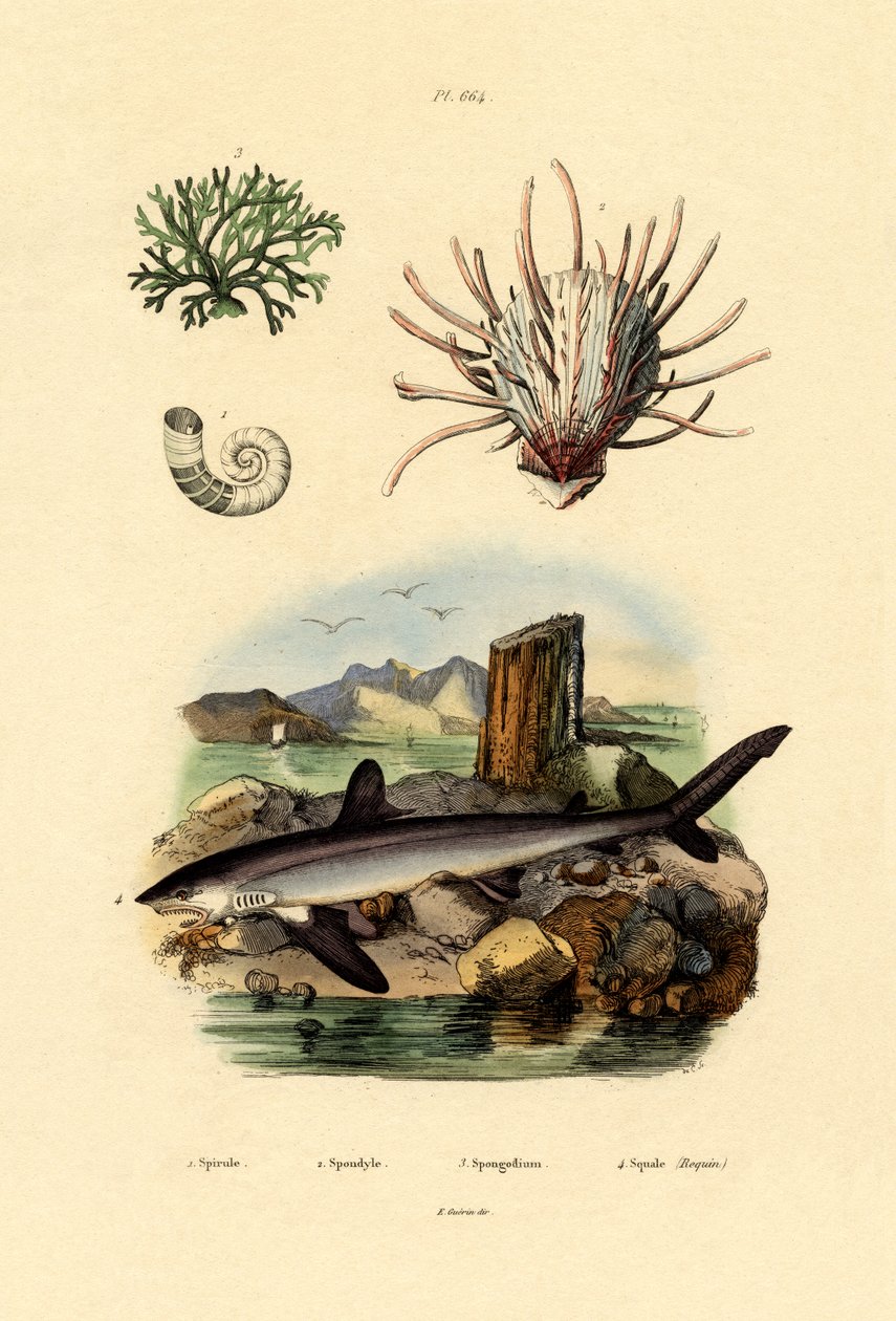 Rams Horn Bläckfisk, 1833-39 av French School