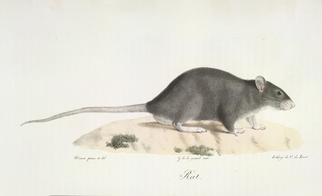 Råtta, från Natural History of Mammals (färg litho) av French School