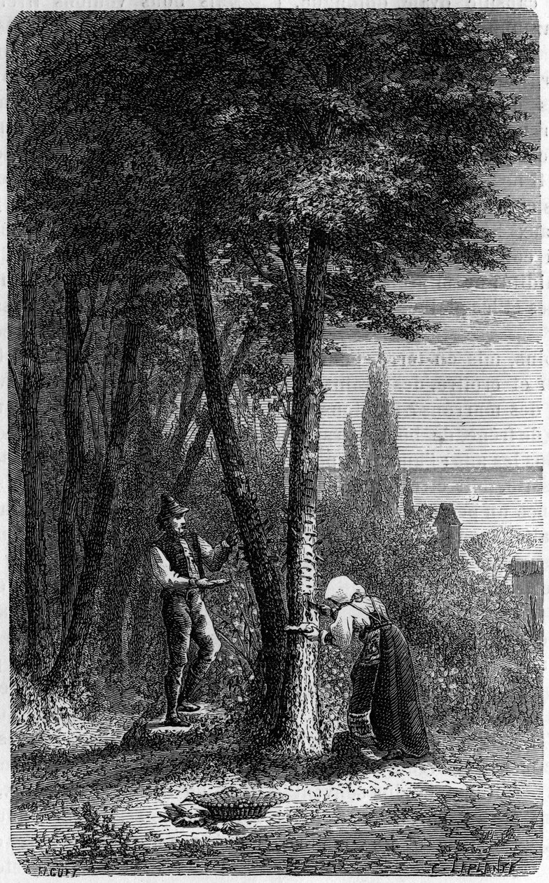 Omplacering av manna (manna) på rundbladiga frenes. Gravyr i "" le journal de la jeunesse"" av French School