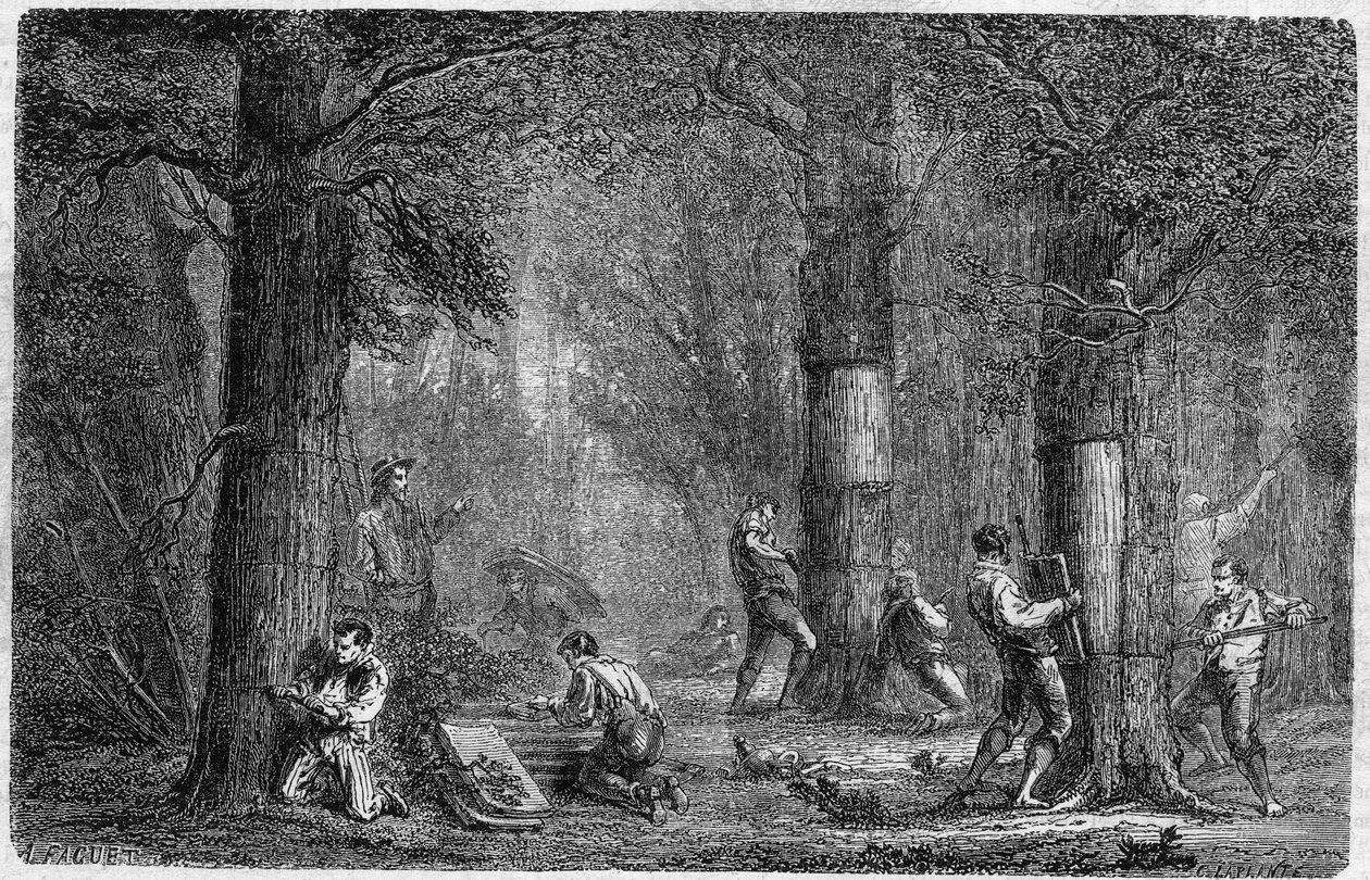 Rekolering av barken av liege ek (ek-liege). Gravyr i "" History of plants"" av Louis Figuier publicerad i "" Le Monde Illustré"" nr 399 av den 3 december 1864. av French School