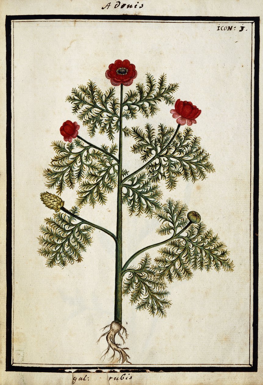Red Adonis, ca 1700 av French School