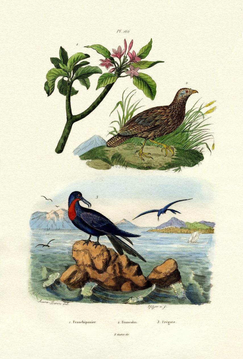 Röd Frangipani, 1833-39 av French School