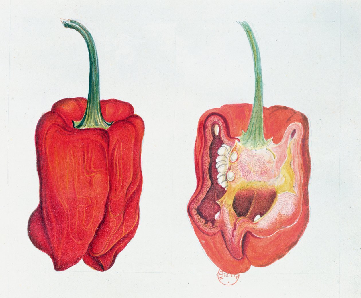 Röd paprika, botanisk tallrik (wc på papper) av French School