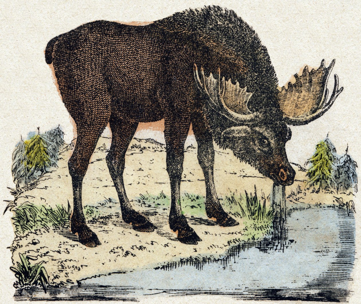Ren. Gravyr i "" Alphabet des animaux sauvages"". 9:e serien. Bildspråk av Epinal, Pellerin, tryckare-förlag, ca 1870. Gravyrer på trä, stencilerade. 16 sidor. Mått: 20 x 15 cm. Privat samling av French School
