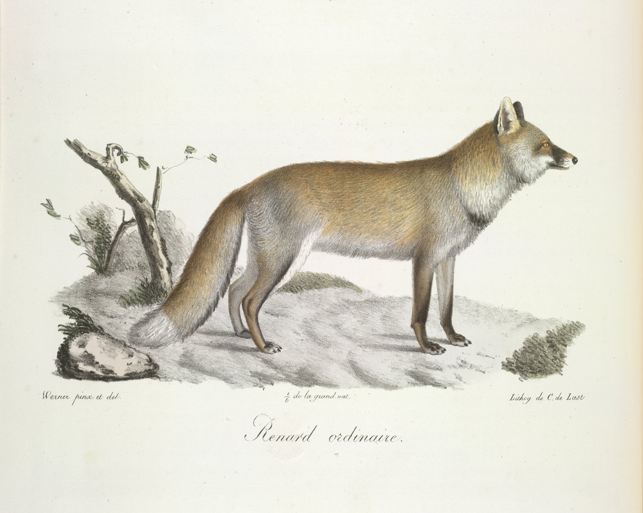 Vanlig räv. Fox, från Natural History of Mammals (färg litho) av French School