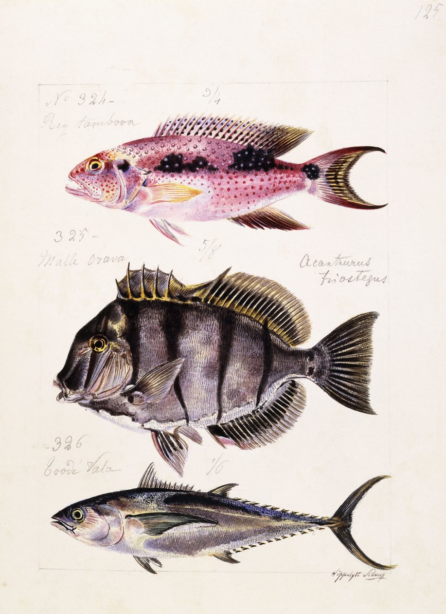 Rey tambova etc, c.1850 av French School