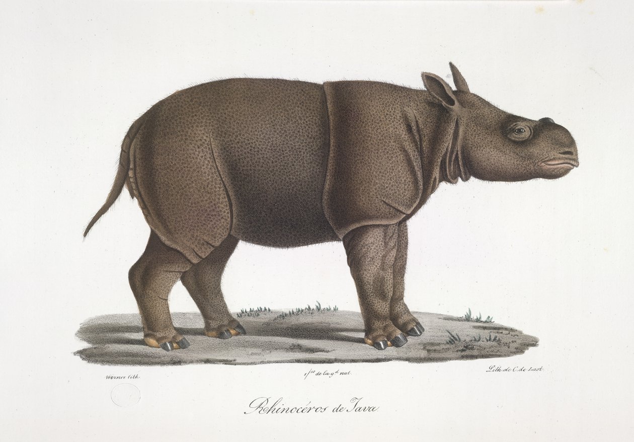 Javan Rhinoceros, från Natural History of Mammals (färg litho) av French School