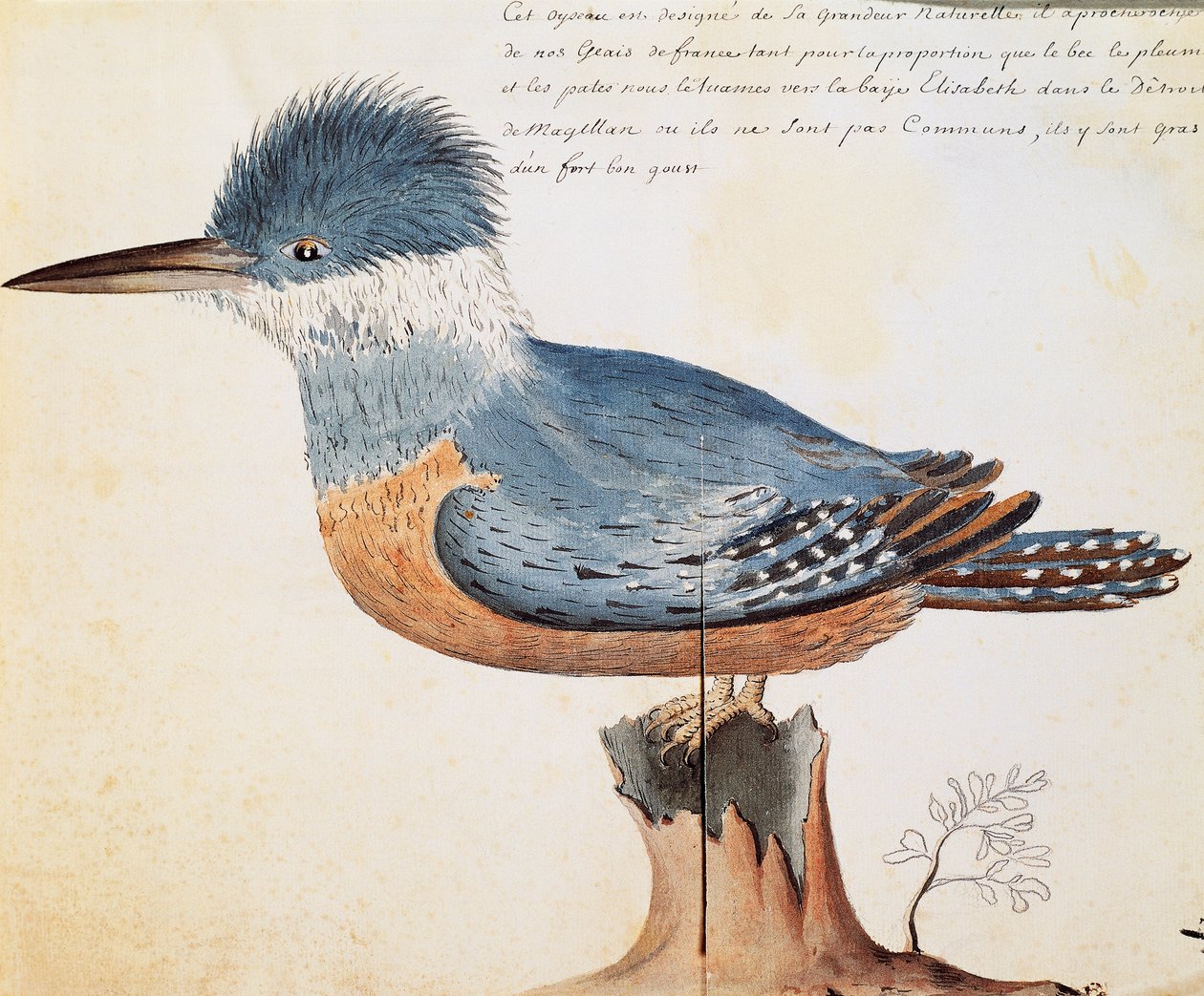 Ringad kungsfiskare (Megaceryle torquata), Elizabeth Bay, Magellansundet, akvarell från loggbok av Jacques Gouin de Beauchesne (1652-1730), kapten på Compagnie royale de la Mer du Sud, från 1698 till 1701, Frankrike av French School