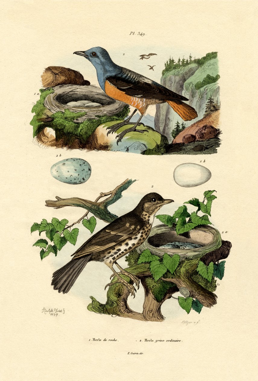 Rufous-tailed Rock-trast, Adolf Fries av French School