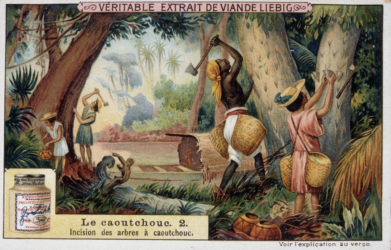 Gummi: snitt av gummiskaft - chromo Liébig. av French School