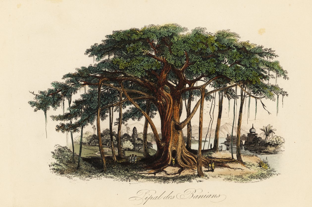 Heligt fikonträd, Ficus religiosa, även känt som bodhiträdet, banianträdet, banyanträdet, pippalaträdet, peepulträdet, peepalträdet eller ashwatthaträdet av French School