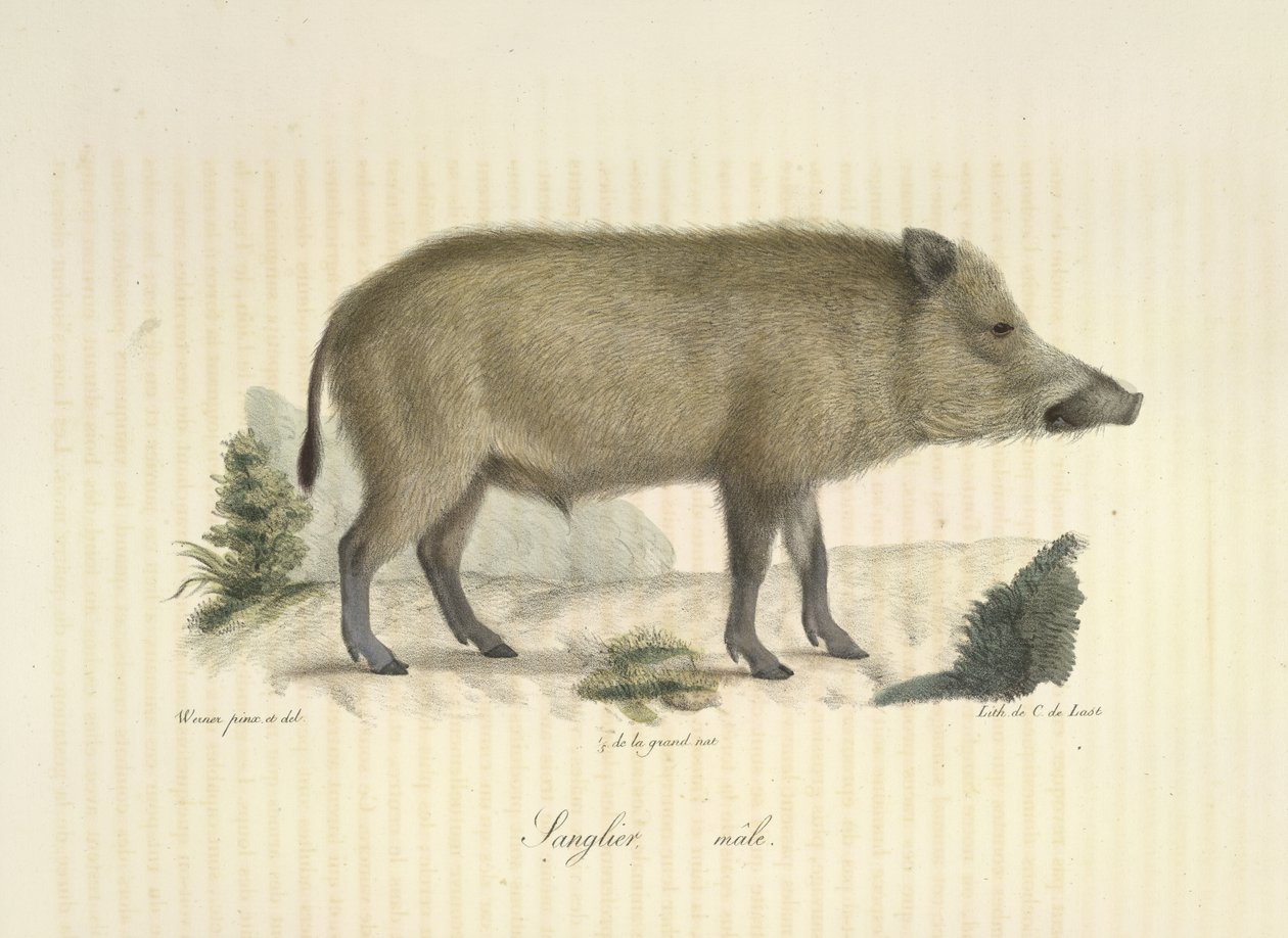 Galt, hane, från Natural History of Mammals (färg litho) av French School