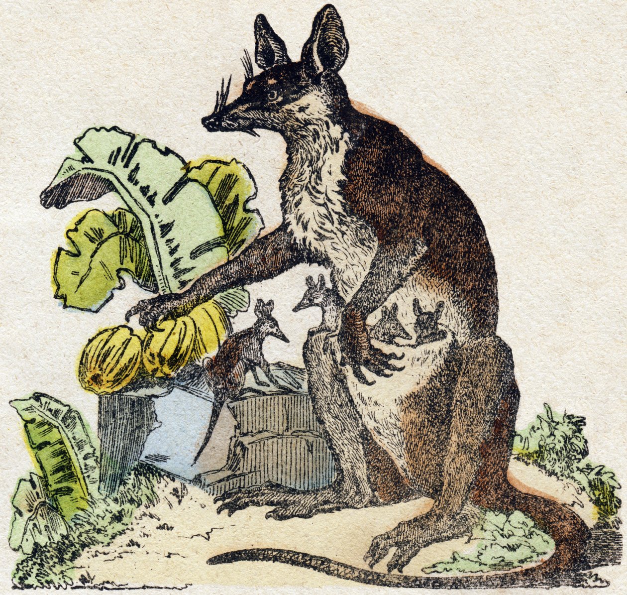 Sarigue (possum). Gravyr i "" Alphabet des animaux sauvages"". 9:e serien. Bildspråk av Epinal, Pellerin, tryckare-förlag, ca 1870. Gravyrer på trä, stencilerade. 16 sidor. Mått: 20 x 15 cm. Privat samling av French School