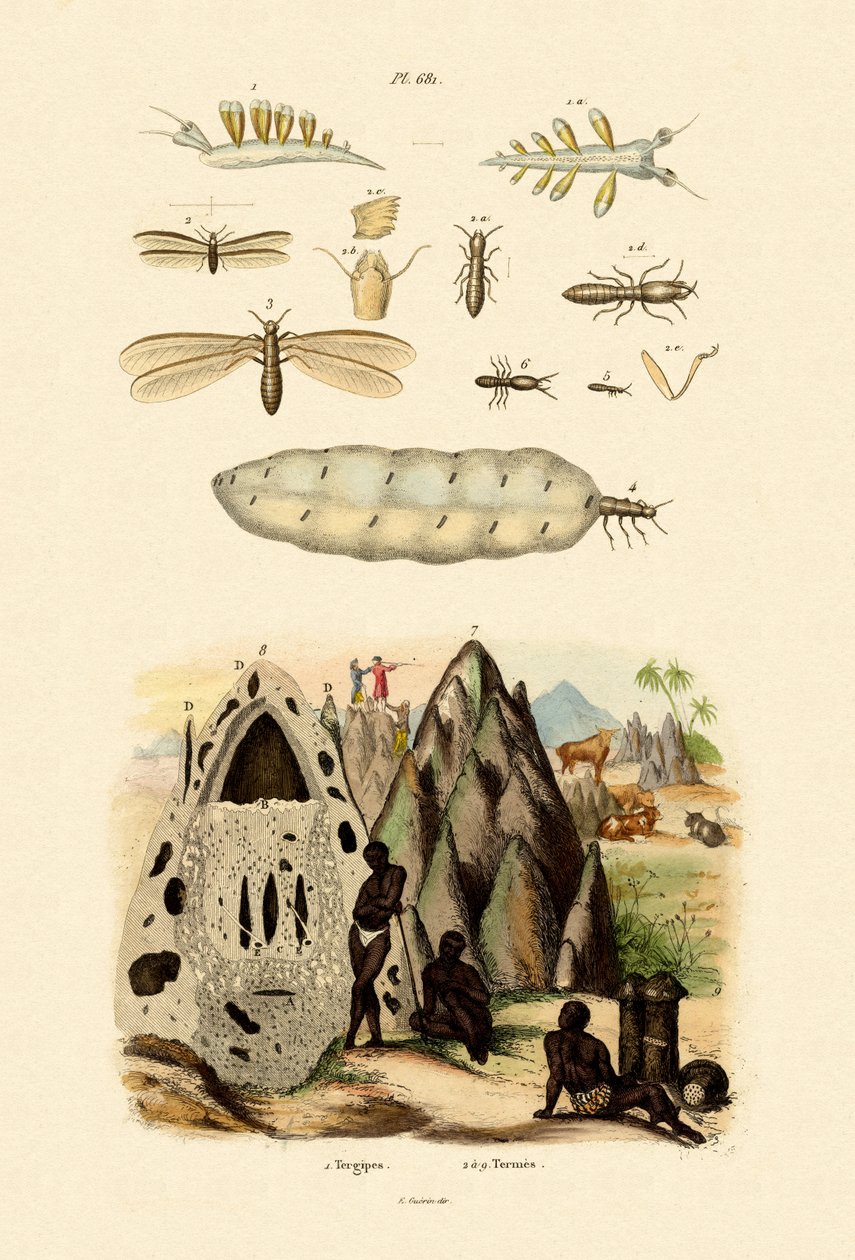 Sjösnigel, 1833-39 av French School